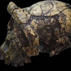 CRANE TOUMAÏ Sahelanthropus tchadensis en résine Crâne fossile réalisé sur le 1er Scan de l'Institut Max Planck Anthropologie Evolutionnaire image 3