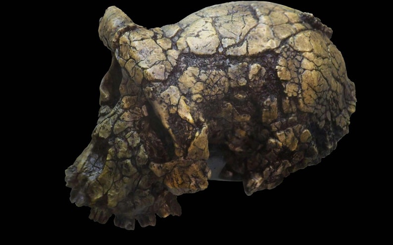 CRANE TOUMAÏ Sahelanthropus tchadensis en résine Crâne fossile réalisé sur le 1er Scan de l'Institut Max Planck Anthropologie Evolutionnaire image 3