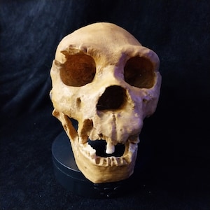Homo HEIDELBERGENSIS ATAPUERCA V Sima de los Huesos fossil skull Replica resin casting. complete skull called “Miguelón” REF_ATAPUERCA