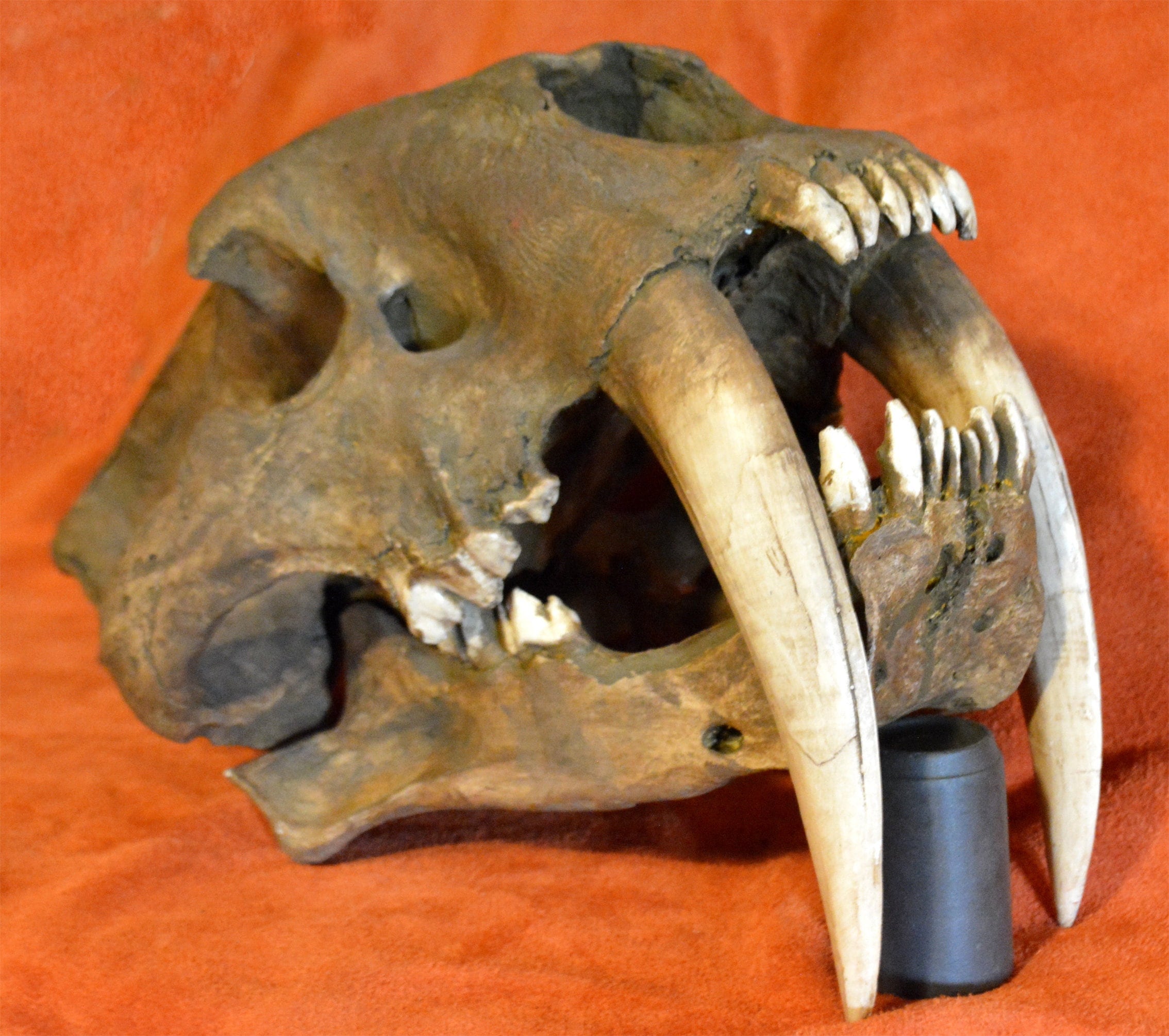 Saber Tooth Tiger Skull