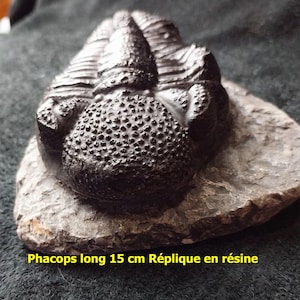 May include: A black resin replica of a Phacops trilobite fossil, measuring 15 cm long. The trilobite is curled up on a gray rock base. Phacops long 15 cm Réplique en résine