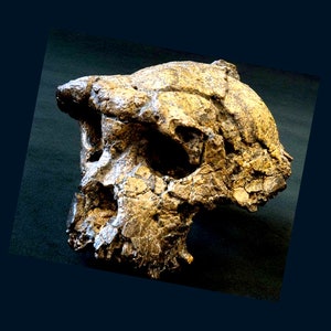 Può includere: Un cranio di ominide fossilizzato, che mostra una superficie strutturata dettagliata con una colorazione marrone chiaro e beige. I lineamenti del cranio sono ben definiti, con orbite oculari visibili e una prominente arcata sopracciliare, suggerendo un'origine antica.