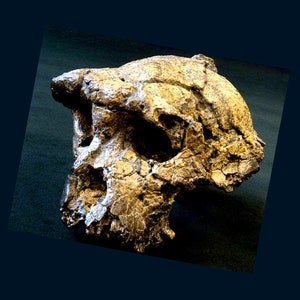 CRANE TOUMAÏ Sahelanthropus tchadensis en résine Crâne fossile réalisé sur le 1er Scan de l'Institut Max Planck Anthropologie Evolutionnaire image 1