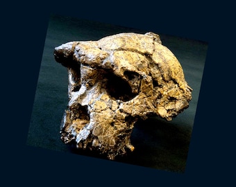 SKULL TOUMAÏ Sahelanthropus tchadensis in resin Fossil skull made on the 1st Scan of the Max Planck Institute Evolutionary Anthropology