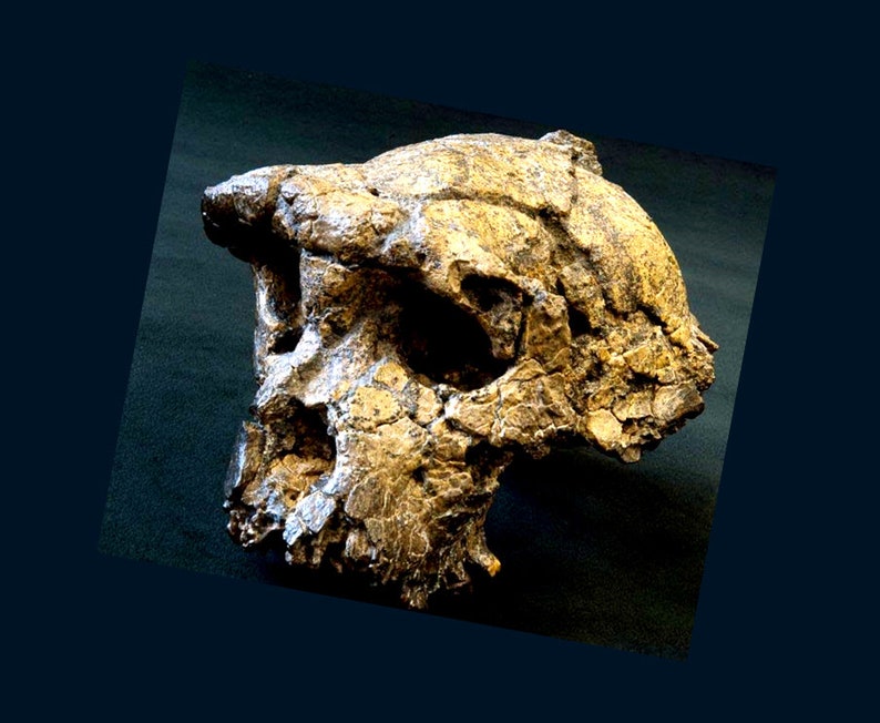 CRANE TOUMAÏ Sahelanthropus tchadensis en résine Crâne fossile réalisé sur le 1er Scan de l'Institut Max Planck Anthropologie Evolutionnaire image 1