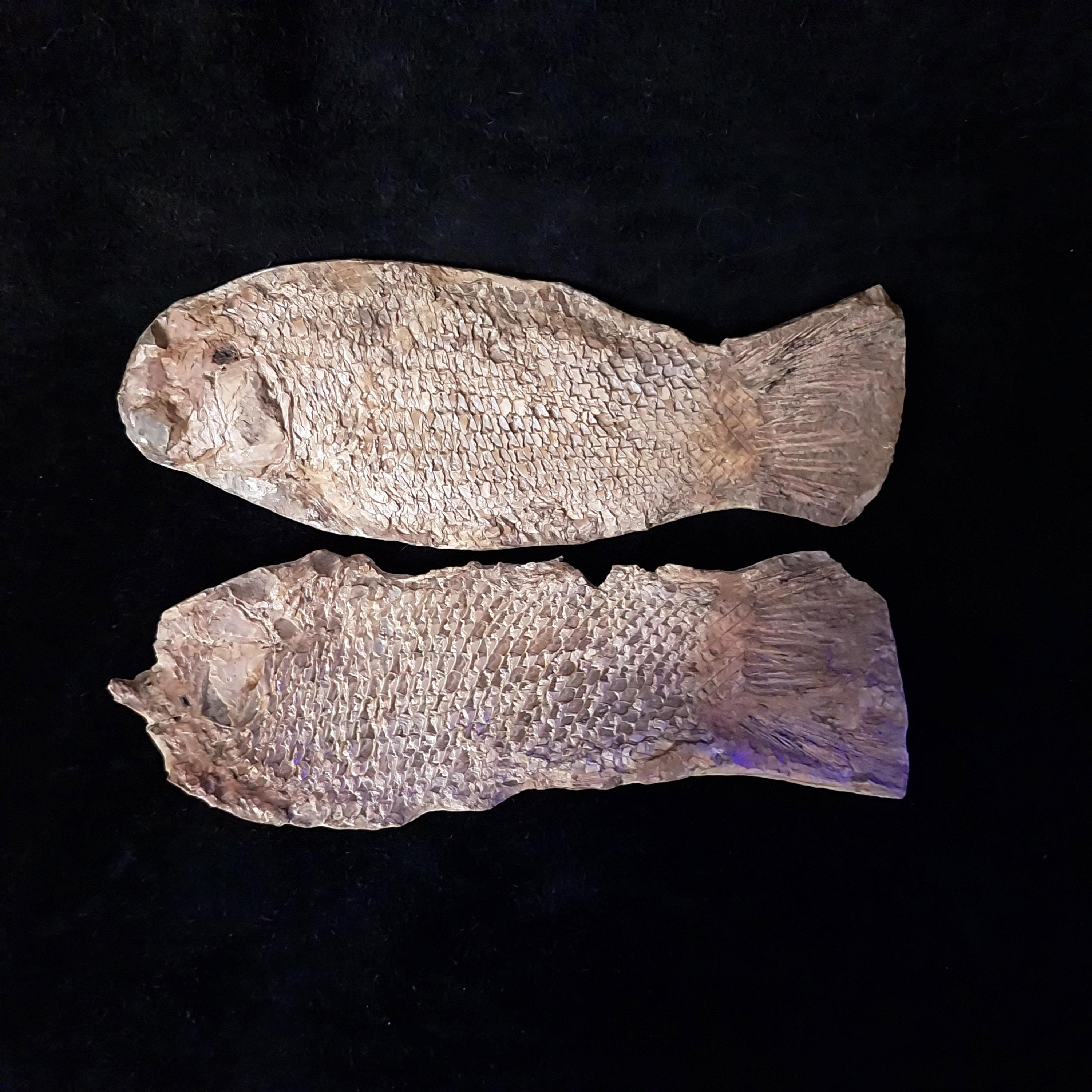 魚化石 標本 本物 Fossil Fish 希少 ラージサイズ 32*21cm Nodule of Fossilized Fish From Brazil, Santana Formation; Species