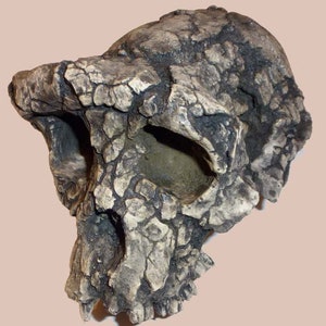 CRANE TOUMAÏ Sahelanthropus tchadensis en résine Crâne fossile réalisé sur le 1er Scan de l'Institut Max Planck Anthropologie Evolutionnaire image 2