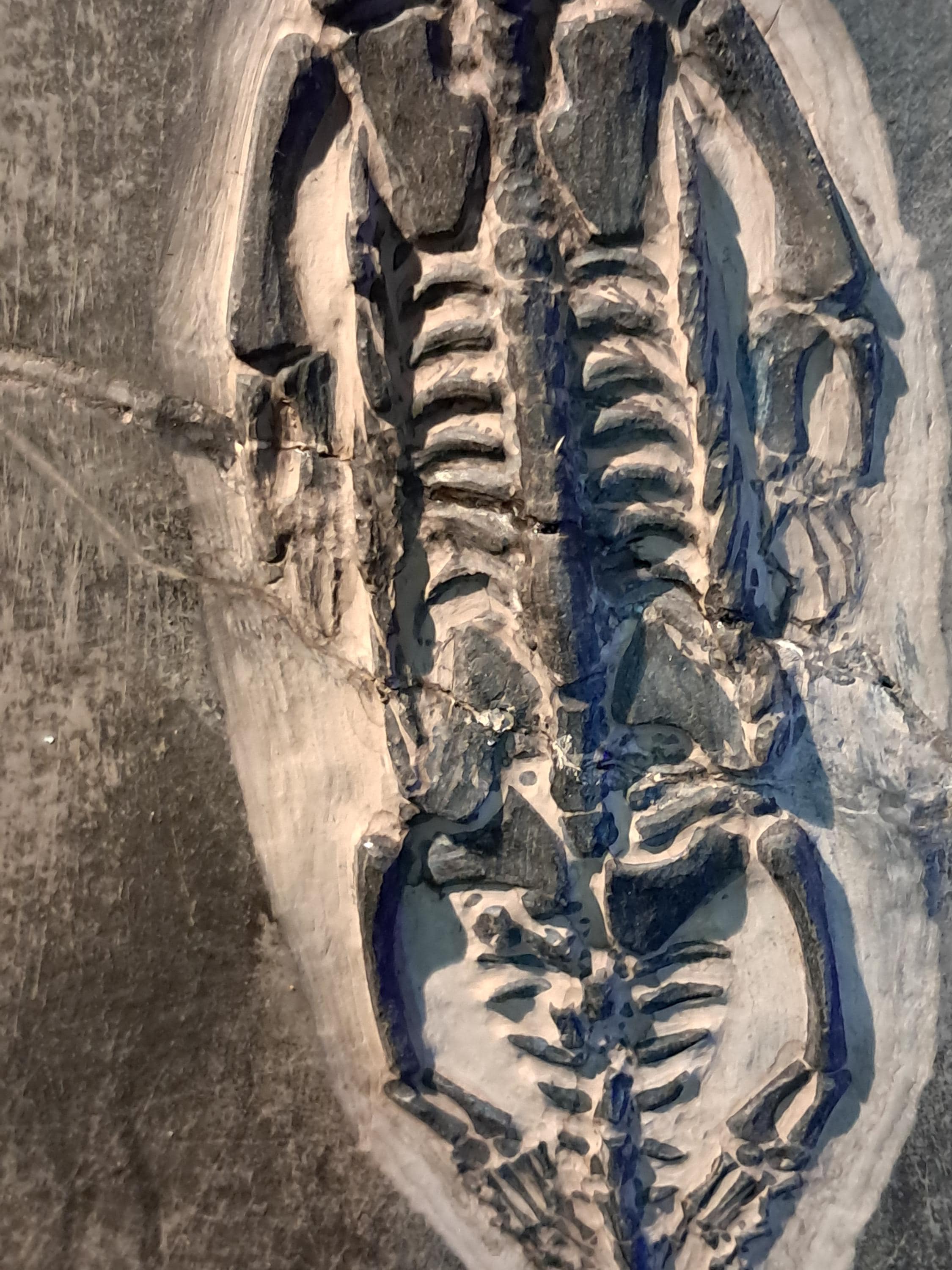 KEICHOUSAURUS hui -真正化石、証明書付き- 中国貴州省、三畳紀 -参考