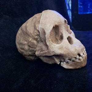 May include: A tan-colored replica of a hominid skull, showcasing detailed bone structure. The skull features prominent eye sockets, a defined brow ridge, and visible teeth. The overall texture appears weathered, suggesting an aged artifact.