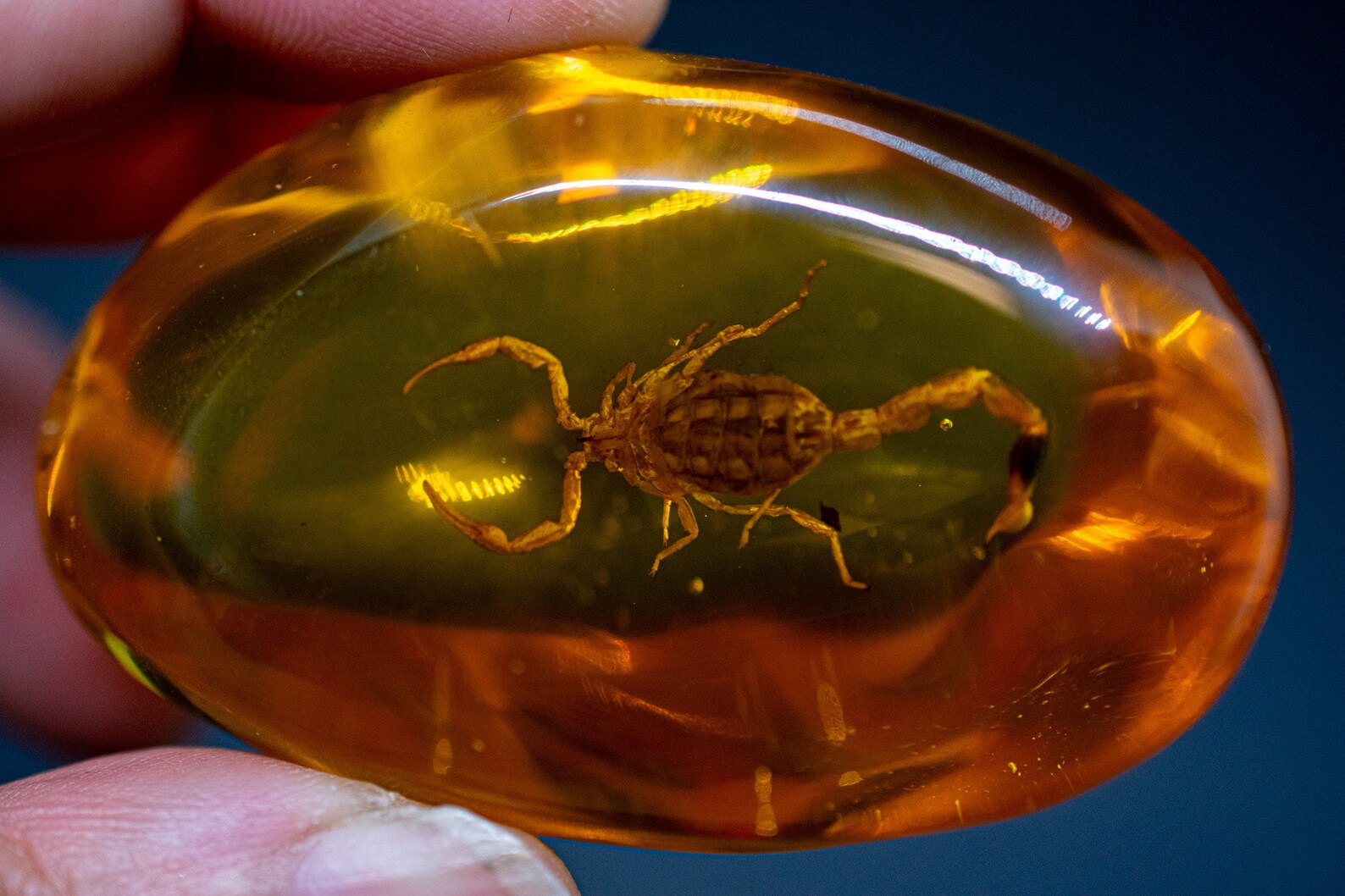 Scorpion Amber Pendant Amulet Oddities Etsy