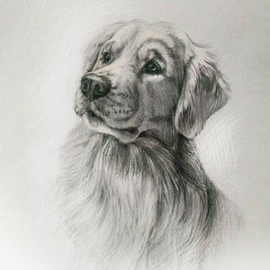 May include: A black and white pencil drawing of a golden retriever dog looking upwards. The dog has a soft, fluffy coat and a sweet expression.