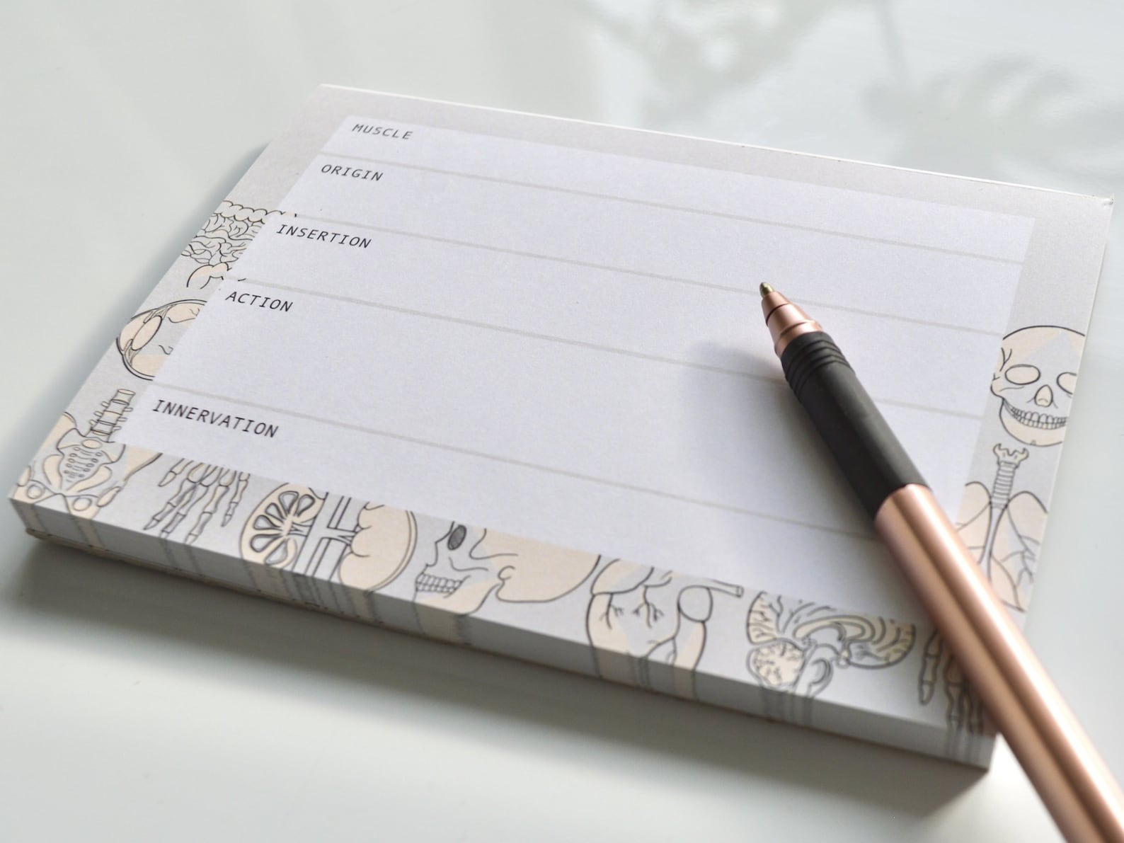 Muscle Anatomy Flashcards Template A6 Notepad Medical Etsy
