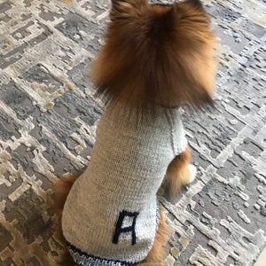 May include: A small, fluffy dog wearing a grey knitted sweater with a blue and white trim. The sweater has a large, black letter 'A' embroidered on the front.
