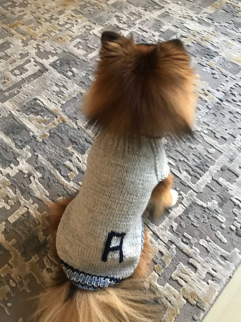 May include: A small, fluffy dog wearing a grey knitted sweater with a blue and white trim. The sweater has a large, black letter 'A' embroidered on the front.