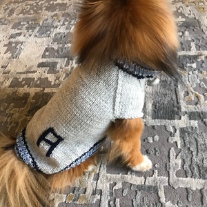 May include: A small dog wearing a gray knitted sweater with a blue trim and a blue letter "B" on the front.
