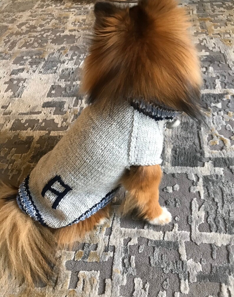 May include: A small dog wearing a gray knitted sweater with a blue trim and a blue letter "B" on the front.