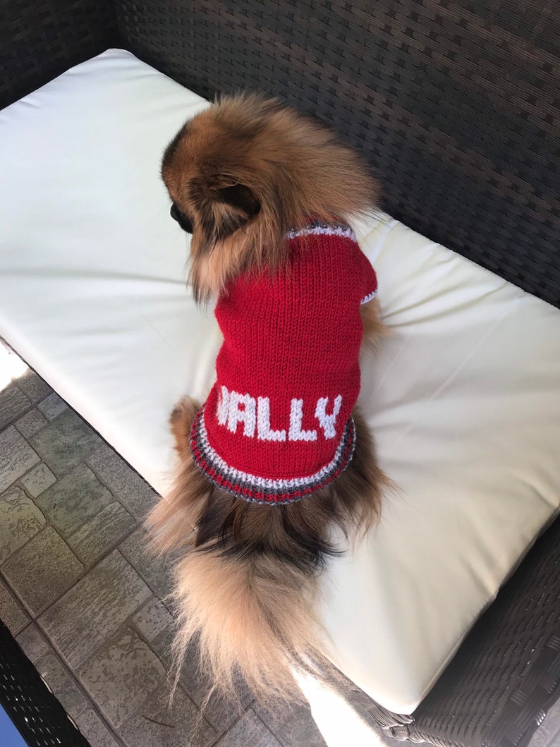 Pu&ograve; includere: Un piccolo cane marrone e bianco che indossa un maglione rosso lavorato a maglia con il nome "Wally" su di esso. Il cane &egrave; seduto su un cuscino bianco.