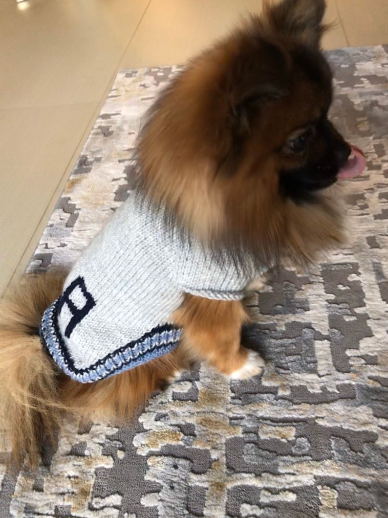 May include: A small, brown and white dog wearing a gray knitted sweater with a blue trim and a blue letter "B" on the front.