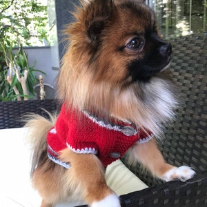 Pu&ograve; includere: Un piccolo cane marrone e nero che indossa un maglione rosso lavorato a maglia con bordi bianchi. Il cane &egrave; seduto su una sedia in vimini nera.