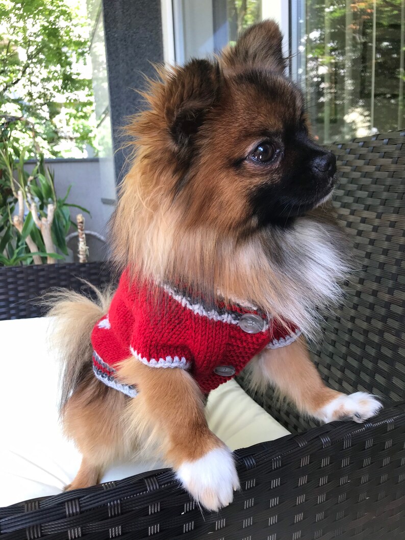 Pu&ograve; includere: Un piccolo cane marrone e nero che indossa un maglione rosso lavorato a maglia con bordi bianchi. Il cane &egrave; seduto su una sedia in vimini nera.
