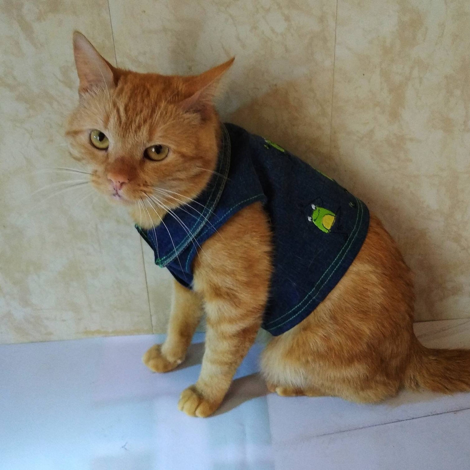 Denim Cat Clothes With Cute Frogs Cowboy Cat Coat Denim Etsy