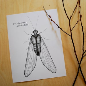 Brachycentrus occidentalis Caddisfly Print