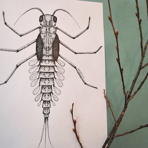 Può includere: Un disegno a penna e inchiostro in bianco e nero di una ninfa di effimera. Il disegno è dettagliato e mostra il corpo segmentato dell'insetto, le branchie piumate e le lunghe antenne.