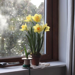 May include: A bouquet of yellow daffodils in a terracotta pot sits on a windowsill. The flowers are in full bloom and the pot is surrounded by green leaves. The window is open and there is a view of a blurry green background.