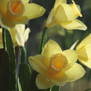 May include: A bouquet of yellow paper daffodils with green stems and leaves. The daffodils are made of crinkled paper and have a realistic appearance.