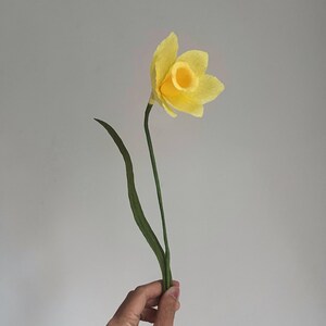 May include: A single yellow daffodil flower with green stems held in a hand against a white background.