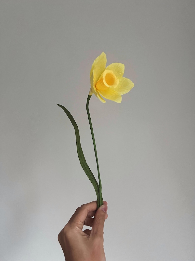 May include: A single yellow daffodil flower with green stems held in a hand against a white background.