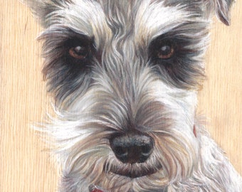 schnauzer / dog art / pet portrait / mini schnauzer