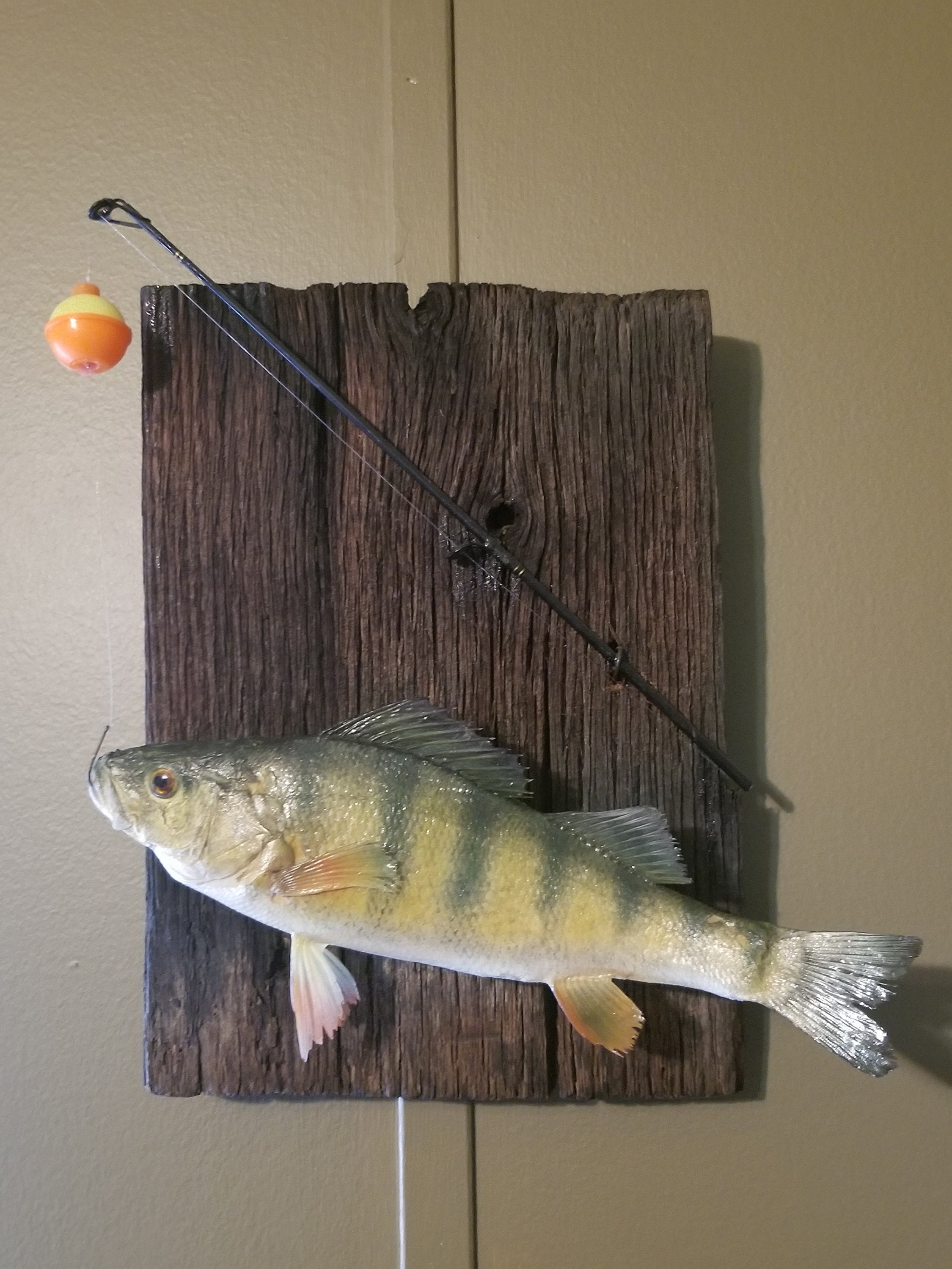 Taxidermy Perch Mount Etsy