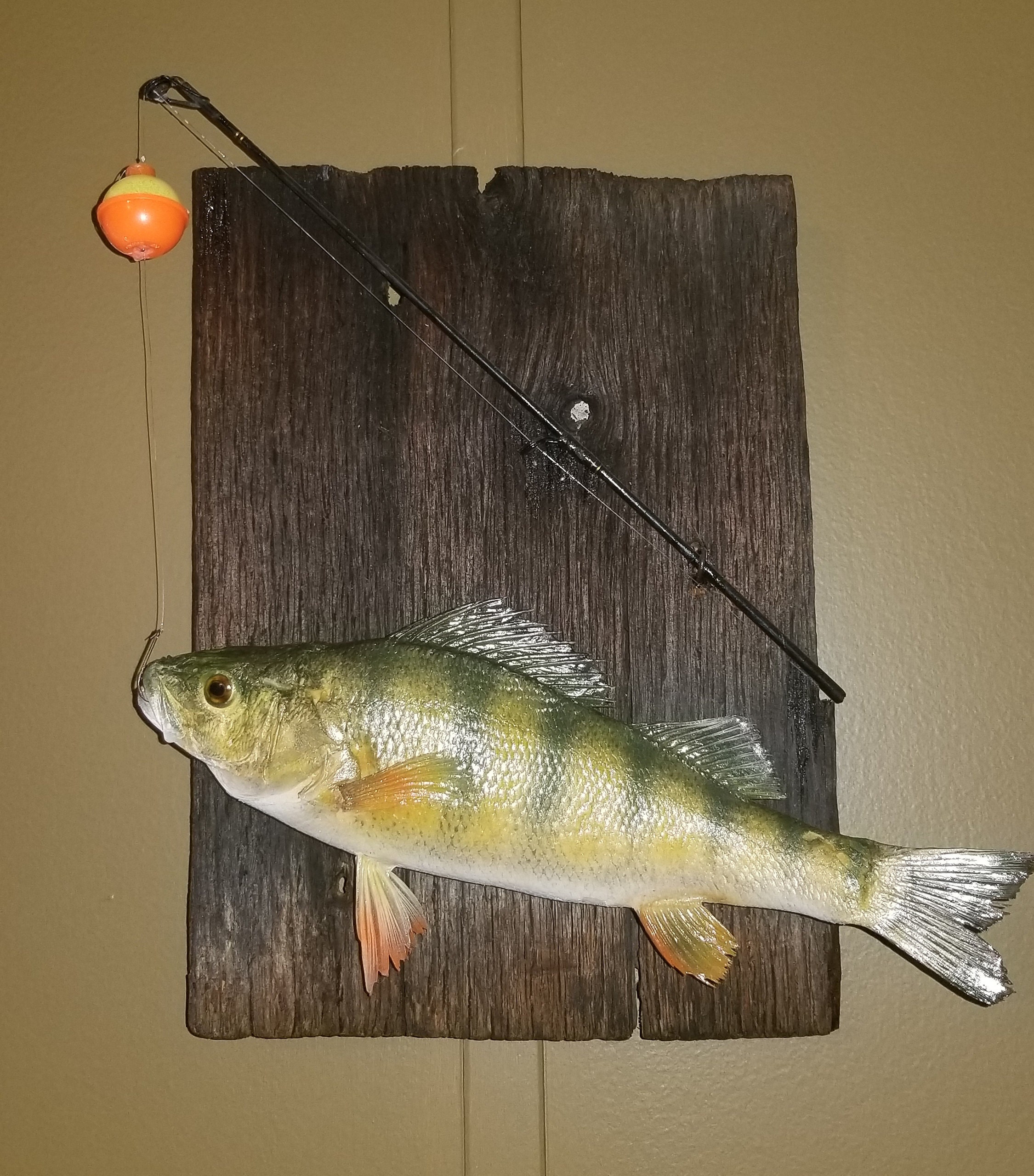Taxidermy Perch Mount Etsy