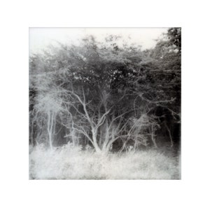 Hawthorn Tree,  Fine Art Giclée Print, Limited Edition. art print, photography, Faerie, Beltane, Shimmers and Spells