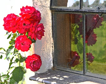 Roses at the window