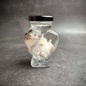 Hamster Herz Glas Nassprobe