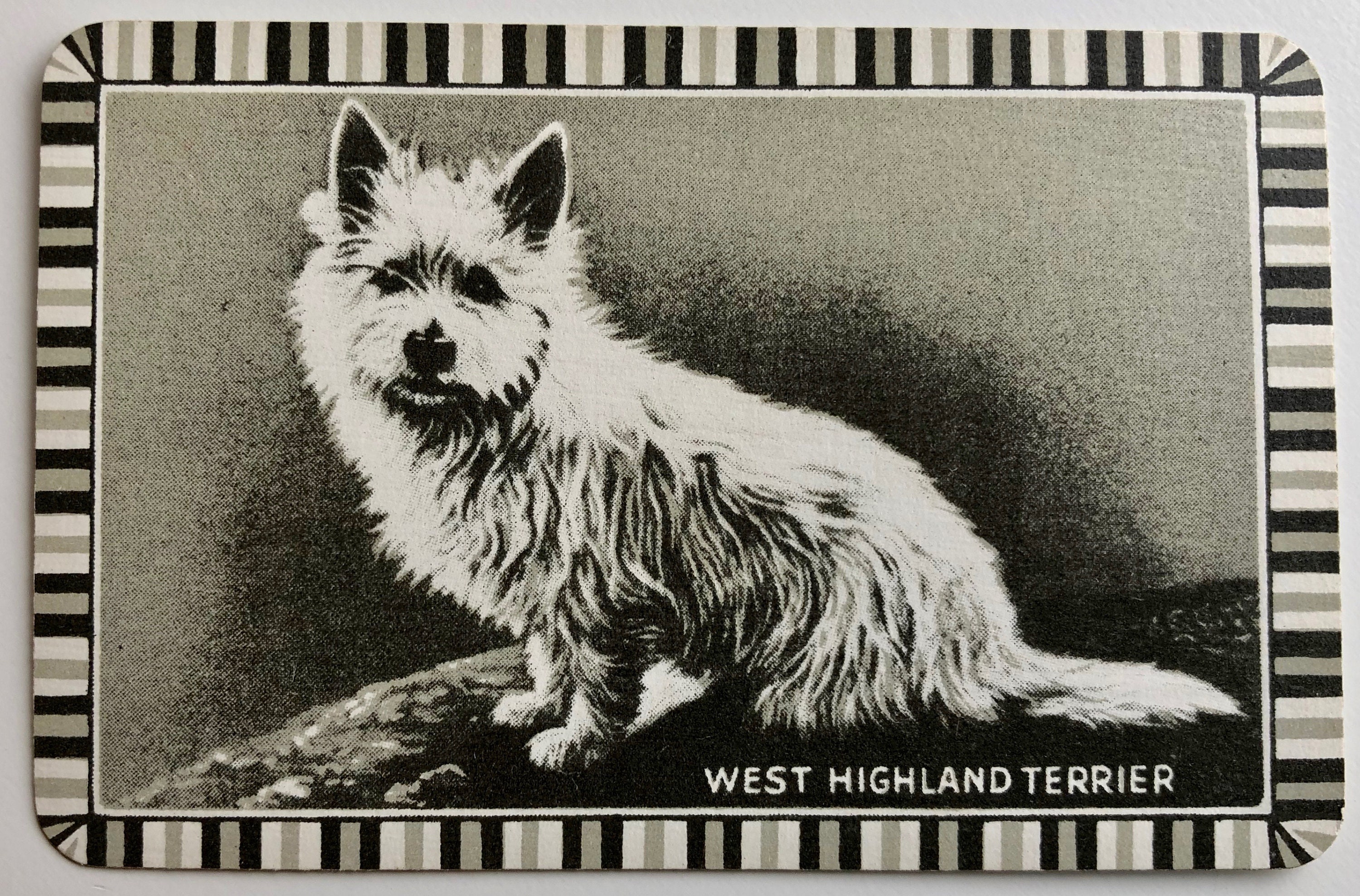 SWAP CARD dog WESTIE terrier Vintage playing card 1 off selling collection SWAP CARD dog WESTIE terrier Vintage playing card 1 off selling collection