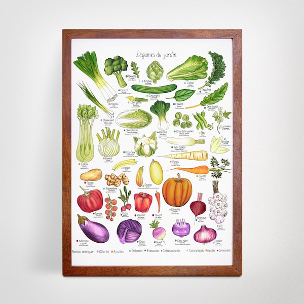 Légumes du jardin – Affiche éducative 11x14 | Potager québécois, art botanique | Illustration légumes et nature