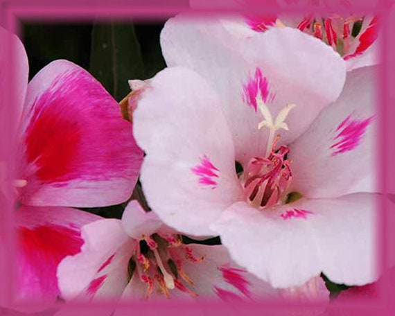 Clarkia Flower Essence Nature S Remedies Etsy