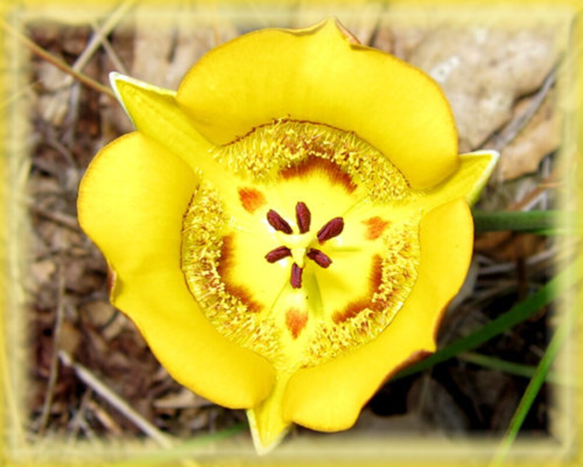 Clubhair Mariposa Lily Flower Essence Nature's Remedies Etsy