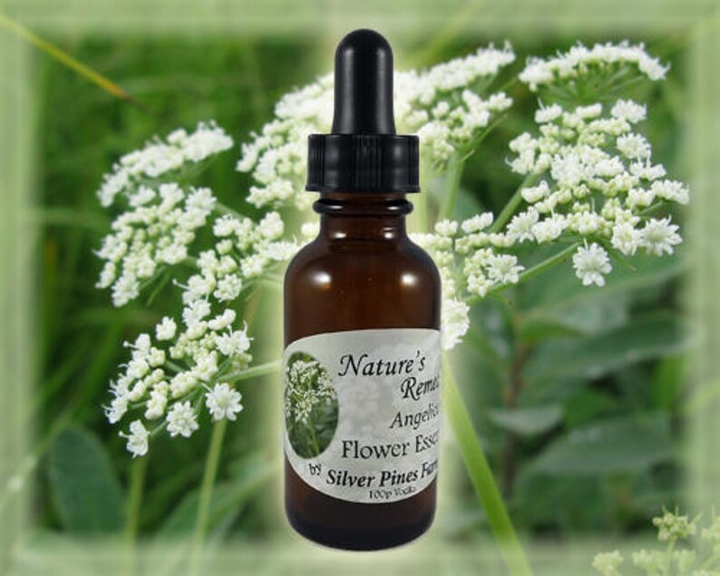 Angelica Flower Essence Nature's Remedies Etsy