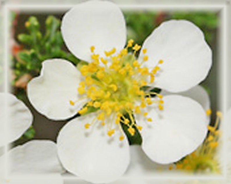 Cliff Rose Flower Essence Nature's Remedies Etsy