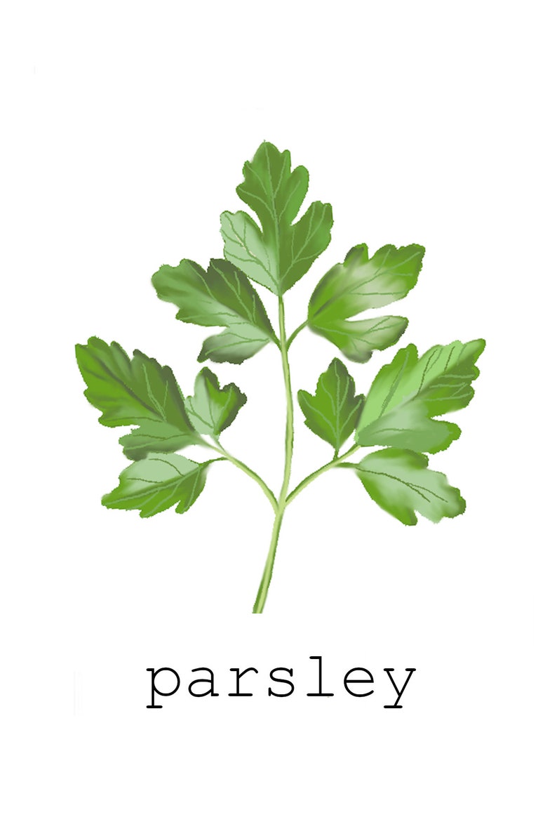 DIGITAL DOWNLOAD Set of 9 Herb Prints Printable Herbs Etsy
