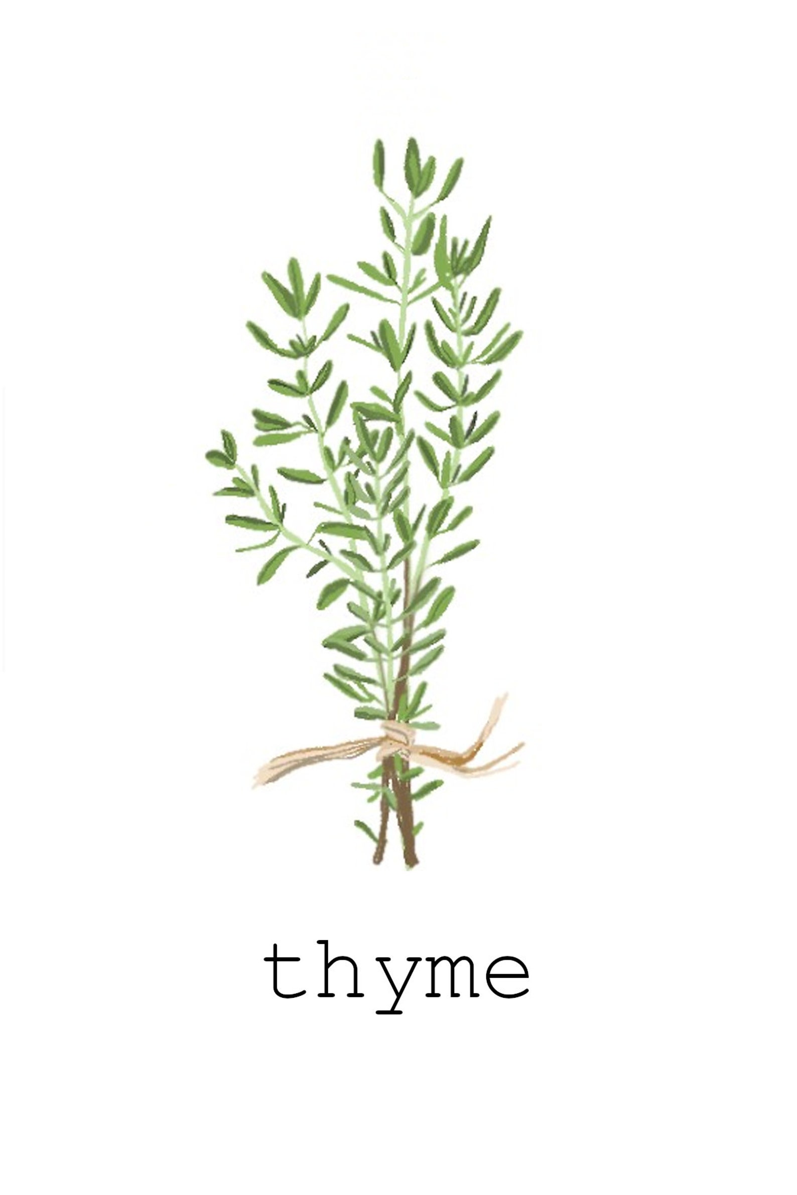 DIGITAL DOWNLOAD Set of 9 Herb Prints Printable Herbs | Etsy