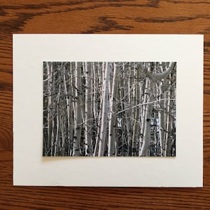Colorado Aspen foto