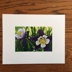 Colorado Columbines Matted Photograph