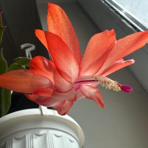 Christmas Cactus Schlumbergera - pre-name “Fiery Orange” - cutting for 2 segments