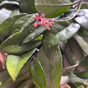 Hoya Carnosa - UNROOTED cuttings for 2 segments