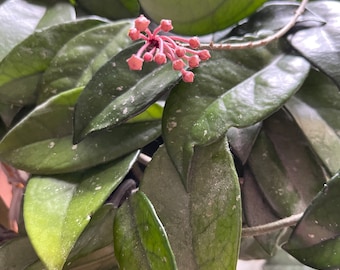 Hoya Carnosa Flamingo Dream Beautiful Plant - Etsy Canada